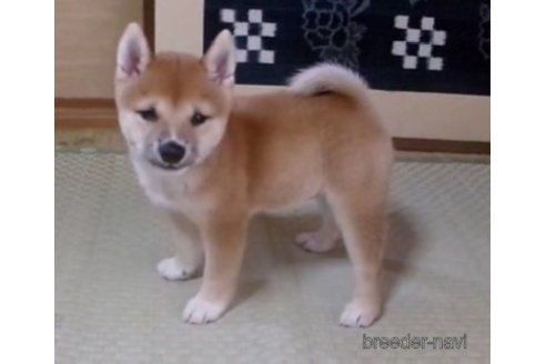 販売中の佐賀県の豆柴-266052